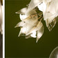 Trailing Blossom Glass Vine Chandelier – A Flowering Cascade in Hand-Blown Glass