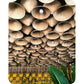 Designer Bamboo, Rattan & Jute Lights – Latest Catalogue & Price List (Bulk & Project Orders)